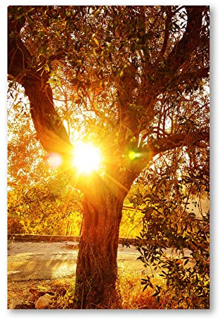 Postereck - 1433 - Olivenbaum, Sonne Natur Baum Sommer Italien - Wandposter Fotoposter Bilder Wandbild Wandbilder - Poster - 3:2-61,0 cm x 40,5 cm