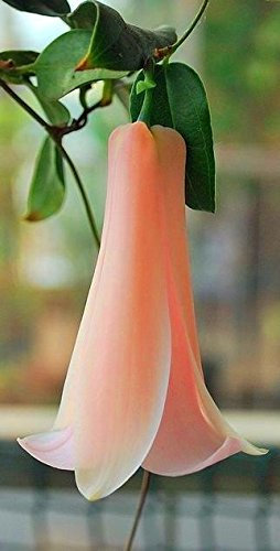 Pink: New Rare 50 PC/Beutel chilenische Glockenblume (Lapageria Rosea) Samen, Evergreen, Lasting, Halbschatten, Diy Garten-Blumen-Pflanze, Rosa