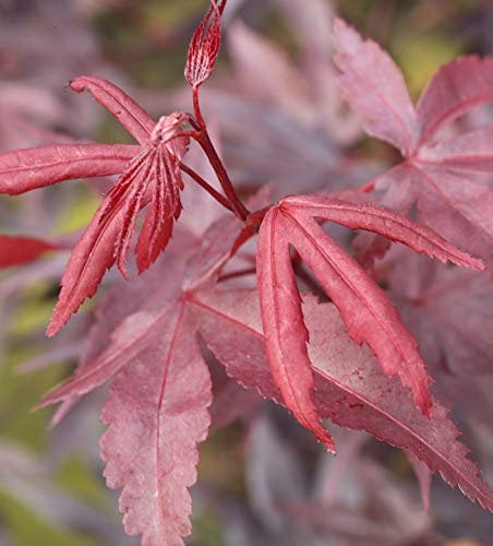 Roter Fächerahorn Bloodgood 125-150cm - Acer palmatum - lebende Gartenpflanze aus den Baumschulen