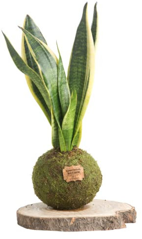 Kokedama Sansevieria Natural - Kokedama Interior | Bola de Musgo Vivo | Planta Natural | Planta Interior | Decoración Hogar | Fácil Cuidado y Mantenimiento