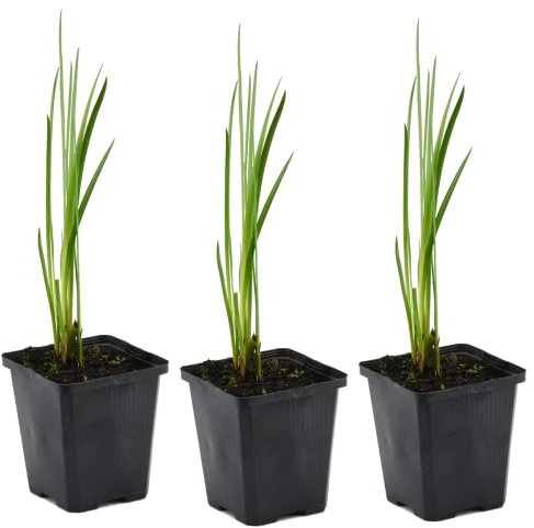 Bloomique - 3er Set - Acorus Calamus - Europäischer Kalmus - Teichpflanzen Winterhart - Wasserpflanzen - Zone 1-2 - Höhe 10-20 cm - Topf 9 cm