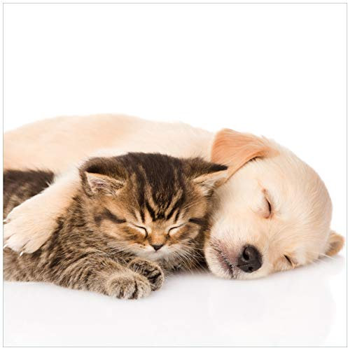 Wallario Glasbild Katze und Hund in Harmonie - Kuschelnde Tiere - 55 x 55 cm Wandbilder Glas in Premium-Qualität: Brillante Farben, freischwebende Optik