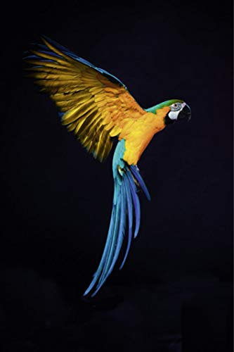 Scenolia Tableau en Verre Acrylique Vol de Perroquet 60 x 90 cm - Art Décoration Murale - Photographie Oiseau Tropical - Pose Facile et Qualité HD