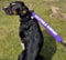 Personalised Dog Lead Sleeve, custom text, printed on both sides, up to 24 characters. yellow, pink, red, blue, black, purple, green (yellow)