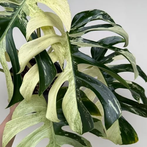 semi di monstera - piante da balcone per gli amanti del giardino semi di piante da appartamento perenni giardino in vaso decorazione del balcone bonsai monstera deliziosa in 80pcs