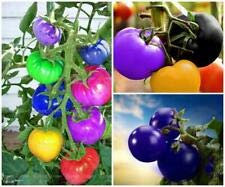 Bloom Green Co. 100PCS 24 Arten Tomatensamen Mixed-Pack Lila Schwarz Rot Gelb Grün Kirsche Pfirsich Birne Tomaten-Samen Bio-Lebensmittel Grade: mix