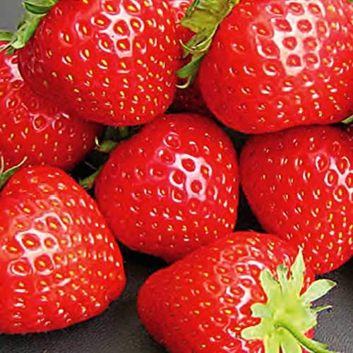 FRAGOLA ELEGANCE CONFEZIONE DA 5 PIANTE A RADICE NUDA ORTO