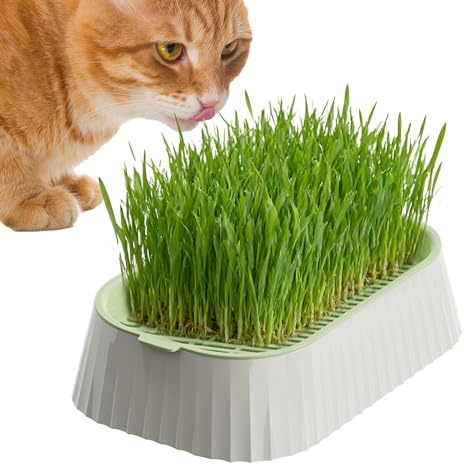 Erba per gatti – erba per gatti biologica, facile da coltivare, pianta sempreverde, supporto digestivo ideale per gatti, supporto (12 cm, 20 – 30 Cm), sottovaso, vasi da fiori, piante