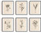 INFUNLY Set 6 Wand Kunst Botanik Pflanze Drucke ungerahmt Vintage Blume Boho minimalistisch floral Kunstwerk Dekoration für Schlafzimmer Wohnzimmer Zimmer Büro Wände