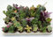 Pungilandia Set N. 46 piante grasse in vaso cm. 3,5 tutte senza spine