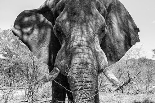 Hexoa Tableau éléphant d'afrique - Made in France - Tableau Verre Acrylique 45x30