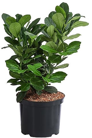 Dehner Kirschlorbeer Etna, feurig-roter Blattaustrieb, ca. 50-60 cm, 5 l Topf, Heckenpflanze