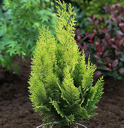 Scheinzypresse Gelbe Ivonne 30-40cm - Chamaecyparis lawsoniana - lebende Gartenpflanze aus den Baumschulen