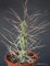 Tephrocactus Aoracanthus Pot 10 cm Ã˜