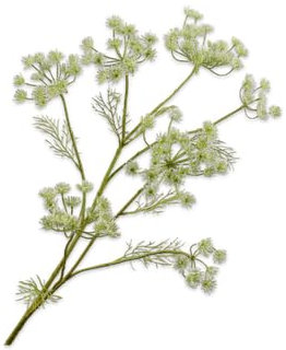 Silk-ka Künstliche Blumen-Seidenblumen Dillzweig Creme 105 cm