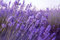 100 Graines de Lavande - fleurs plante jardin potager- semences paysannes reproductibles - SemiSauvage