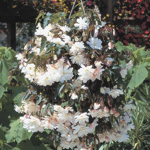 Buy4seeds Begonia Illumination White 12 pelleted Seeds Easy to Grow