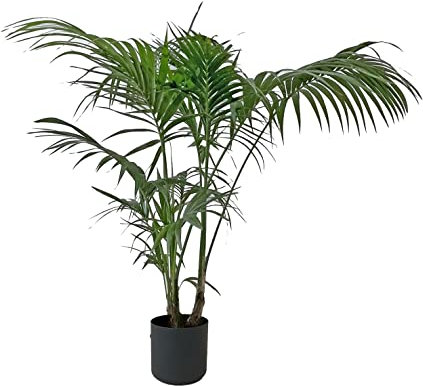 KENTIS - Howea Forsteriana Kentia - Palma Vera - Piante da Interno - Pianta Tropicale - Pet Friendly - H 170-180 cm Vaso Ø 24 cm