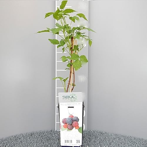 SAVINI VIVAI Pianta di Lampone Nero Ibrido con Mora Black Jewel Piante di Frutti di Bosco Albero in vaso 11x11 cm Altezza 50 cm Made in Italy