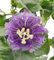 Fangblatt – Passiflora 'Incense' – duftende violett-pinke Passionsblume im Ø 12 cm Topf mit Spalier – exotische Kletterpflanze für Terrasse & Balkon