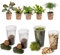 vdvelde.com - Jungle Terrarium Pflanzen Set - 5 Pflanzen - 5 Farne - Komplettes DIY-Set - Ohne Glas