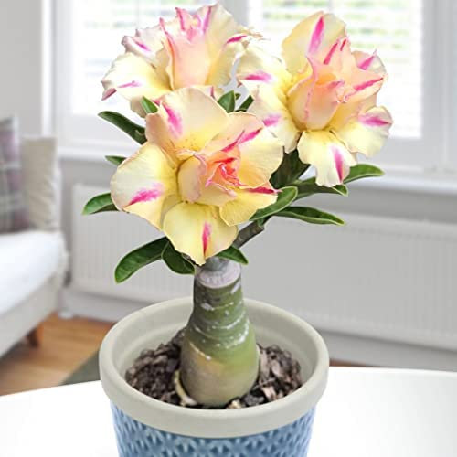 Desert Rose Plant Live, Plants/Rhizome/Ornamental/Resistant/Bedding/Desert Rose Bulbs, Desert Rose Strong Plan, Desert Rose Easy to Plant, Suitable, Gorgeous, Desert Rose Plant Bulbs,-1Bulbs-D