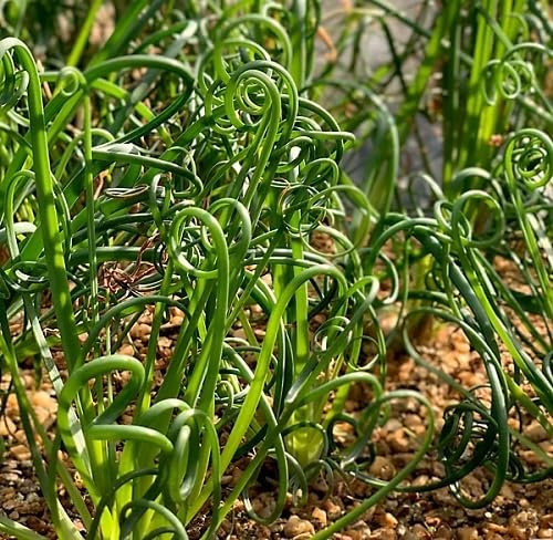 100pcs Fresh Green Corkscrew Rush Plant Seeds
