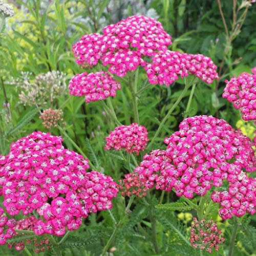 6 x Schafgarbe 'Cerise Queen' - Achillea Millefolium 'Cerise Queen' Topf 9x9cm: Kirschrosa Blütenakzente.