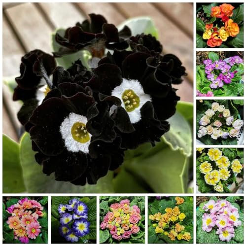 1000 Pc Semi Resistenti Di Primule - Semi Di Primula, Fiori Di Campo Fiori Da Balcone, Semi Di Fiori Recisi Semi Di Piante Di Primula, Semi Di Prato, Regalo Da Giardino, Piante Da