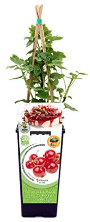 Planta de Frutos Rojos Natural - GROSELLA o Ribes Rubrum - Arbusto Resistente