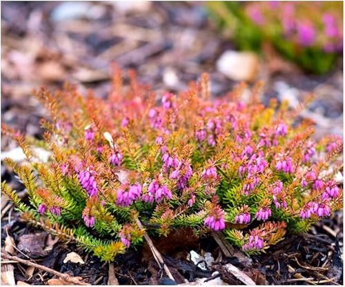 GrowOn Shrubs [x4] Heather Erica Carnea 'Ann Sparkes' | Multi-Pack | Evergreen Shrubs | Outdoor Garden Ready Plants | Winter to Spring Flowering | Rose Pink Flowers