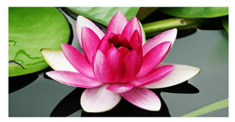 Tulup Glas-Bild Wandbild aus Glas - Wandkunst - Wandbild hinter gehärtetem Sicherheitsglas - Dekorative Wand für Küche & Wohnzimmer 140x70 - Blumen & Pflanzen - Seerose - Rosa