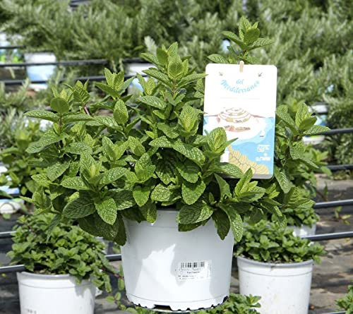 Mentha Hierbabuena Planta Natural Ideal para Refrescos, Mojito y Otras Bebidas Hierba Buena