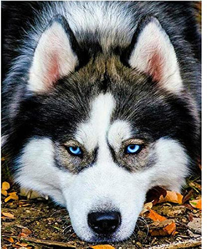 VNTEN Gestempeltes Kreuzstich-Set für Anfänger und Erwachsene mit Muster, lustiger britischer Husky-Hund, 11 ct, DIY-Stickerei, Basteln für Nadelspitze, Starter-Set, Heimdekoration, 40 x 40 cm