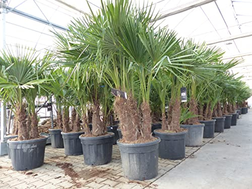 gruenwaren jakubik Trachycarpus Fortunei Gruppe mehrstämmig Palme, winterhart 180-200 cm Palmengruppe