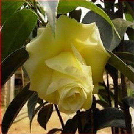 Multicolore: Semi di camelie di primavera 200Pcs 10 tipi Mix di semi di fiori Romanzo Pianta fiorita per giardino del cortile