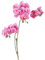 artplants.de Kunst Zweig Phalaenopsis Orchidee VILLANI, rosa-pink, 65cm - Künstlicher Orchideenzweig