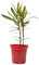Verdecora Adelfa | Nerium Oleander | Laurel de flor, Trinitaria | Planta Arbusto Natural de exterior con flor | Surtido variado colores Rojo, Rosa o Blanco (Maceta Ø13cm)