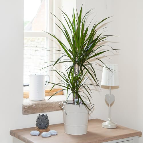YouGarden Madagascan Dragon Tree Houseplant, Established Dracaena marginata in 12cm Pot, Ready to Display