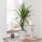 YouGarden Madagascan Dragon Tree Houseplant, Established Dracaena marginata in 12cm Pot, Ready to Display