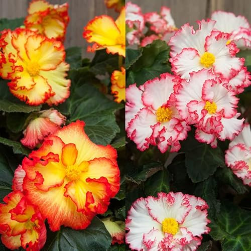 Crispa Begonien Mix | Blumenzwiebel | Knolle | Topfpflanze | Geeignet für Kübel | Gemischt | 100% Blütegarantie | QFB Gardening