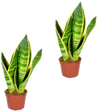 Bloomique - 2er-Set - Sansevieria Superba - Bogenhanf - Sukkulenten - Zimmerpflanzen - Sehr Pflegeleicht - Höhe 20-30 cm - Topf 9 cm