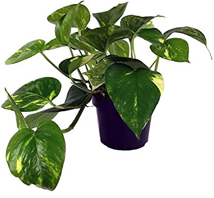 DECOALIVE Epipremnum Aureum Planta Natural Potus, Pothos o Potos, 8436601570147