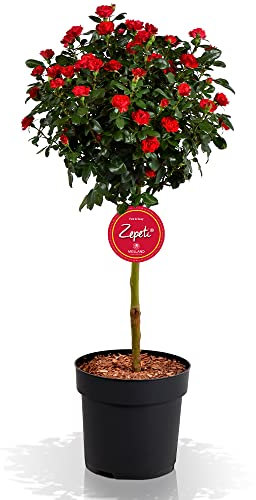 Zepeti - fun & easy Zepeti Rosenstämmchen, Ministamm, Rosenpflanze, winterhart, für Garten, Terrasse, Balkon oder Kübel, rote Blüten, 6 Liter Topf
