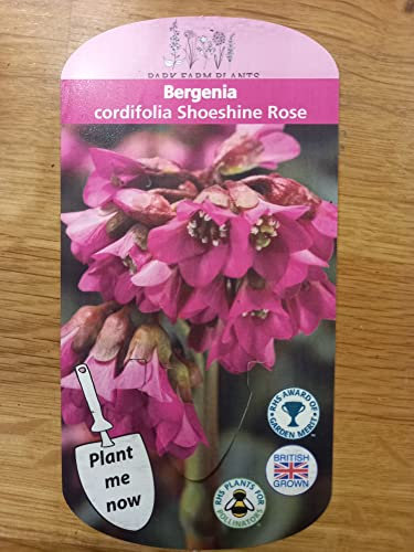 BERGENIA cordifolia Shoeshine Rose 3 x 9cm pots