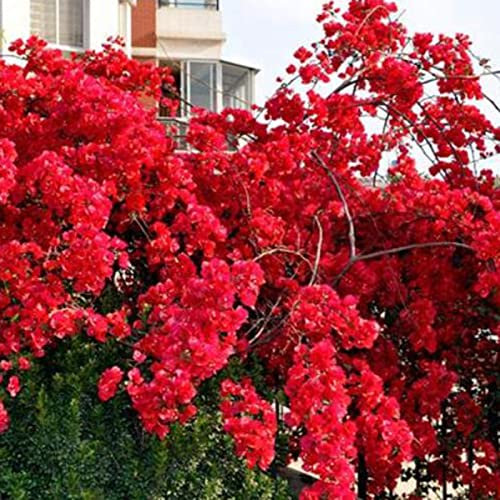 100 pezzi di semi di bouganville neutri rampicanti semi georgici del sole medio per cortile Rosso