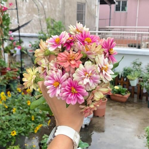 200 Pcs Zinnien Samen Mehrjährig - Zinnia Elegans - Bienenweide Saatgut Mehrjährig, Geschenke Für Gartenfreunde Ziniensamen Blumensamen Gastgeschenk, Stauden Winterhart Mehrjährig