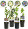 GreenboutiQ - Passionsblume - Passiflora Rainbow - Blume Rosa Weiß Lila Grün - Wenig Pflege - 4 Pflanzen - Topf 11cm Höhe 40cm