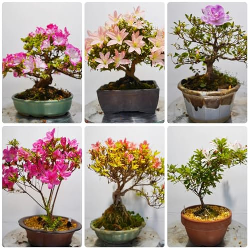 200 pcs rhododendron winterhart samen, blumen balkon, bonsai samen azalee samen - Rhododendron simsii - gartenpflanzen winterhart mehrjährig, winterharte stauden für pralle sonne pflanzen