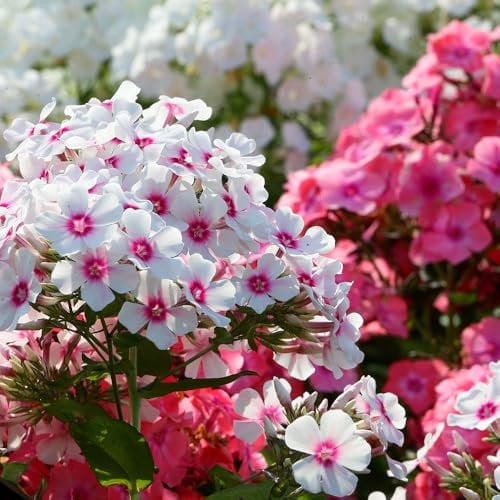 Phlox Dwarf Mixed Seeds – Compact & Colourful Annuals for Borders, Pots & Rock Gardens – Easy-to-Grow Summer Blooms – Vibrant Mix of Shades – Great for Pollinators – High Germination